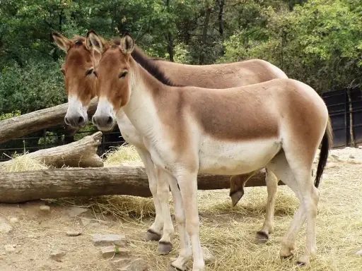Le kiang