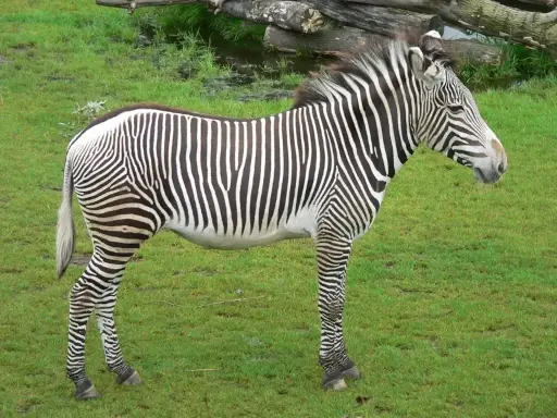 Le zèbre de Grévy