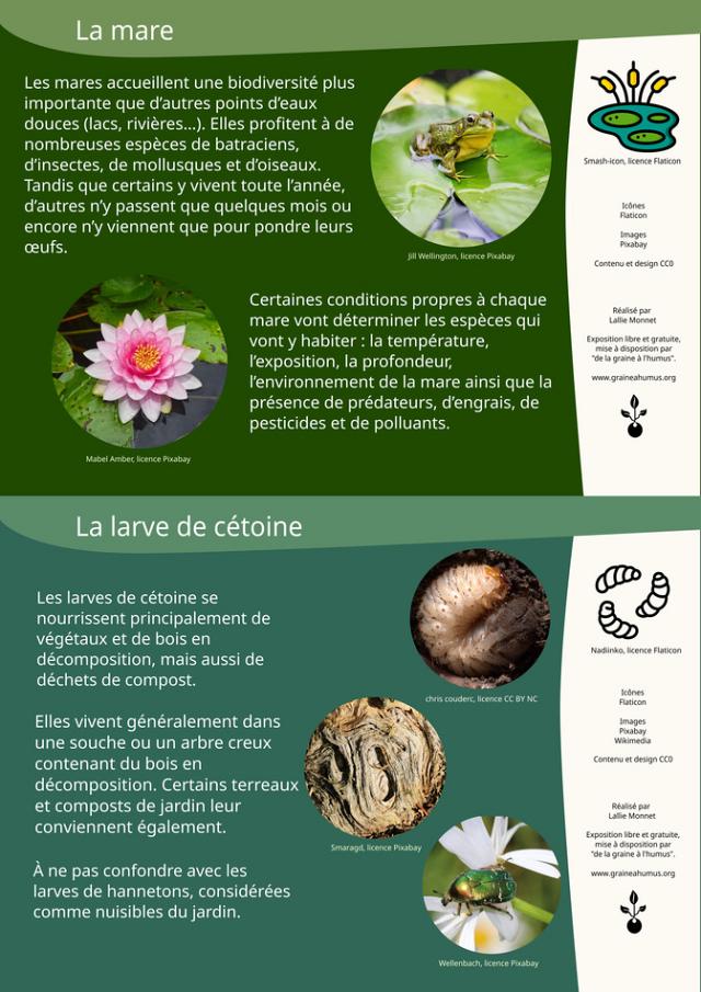 La mare et les larves de cétoine