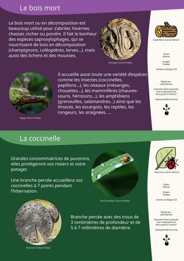 Le bois mort et les coccinelles