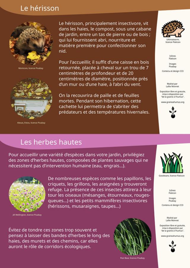 Les herbes hautes et les hérissons